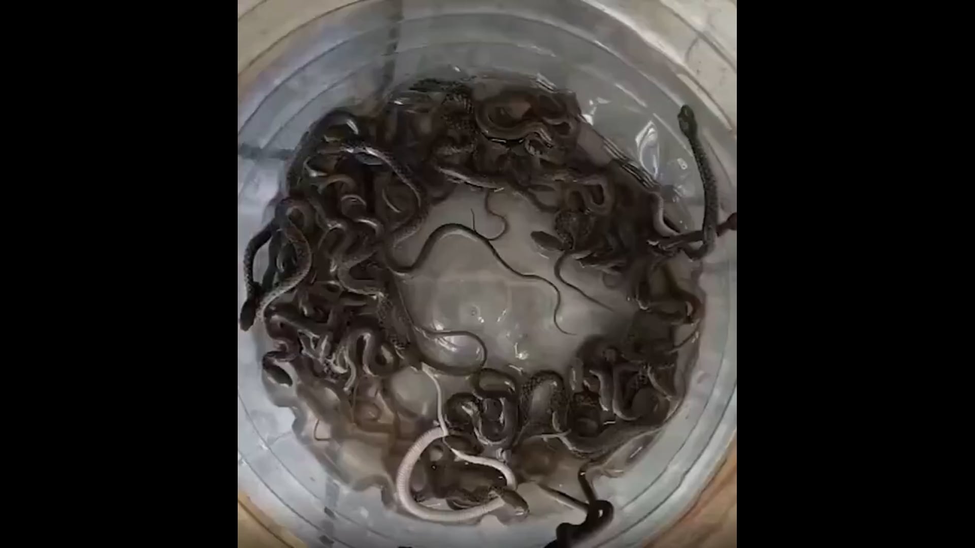 ▶️......उत्तराखंड- हरिद्वार में एक घर की पानी की टंकी से 27 सांप निकलने से हड़कंप मच गया। घर में पानी की सप्लाई और टोंटियों में समस्या आने पर जब लोगों ने जांच की, तब टंकी के अंदर बड़ी संख्या में सांप मौजूद होने का पता चला।
सूचना मिलने पर वन विभाग की टीम मौके पर पहुंची और सभी सांपों का सुरक्षित रेस्क्यू किया। घटना का वीडियो सोशल मीडिया पर तेजी से वायरल हो रहा है।
