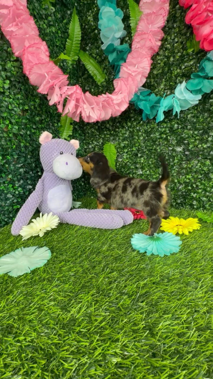 Female Dachshund puppy named Cheetah for sale at Puppy Dreams - Denton. video thumbnail
