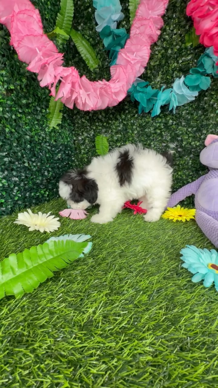 Female Shipoo puppy named Oreo for sale at Puppy Dreams - Denton. video thumbnail