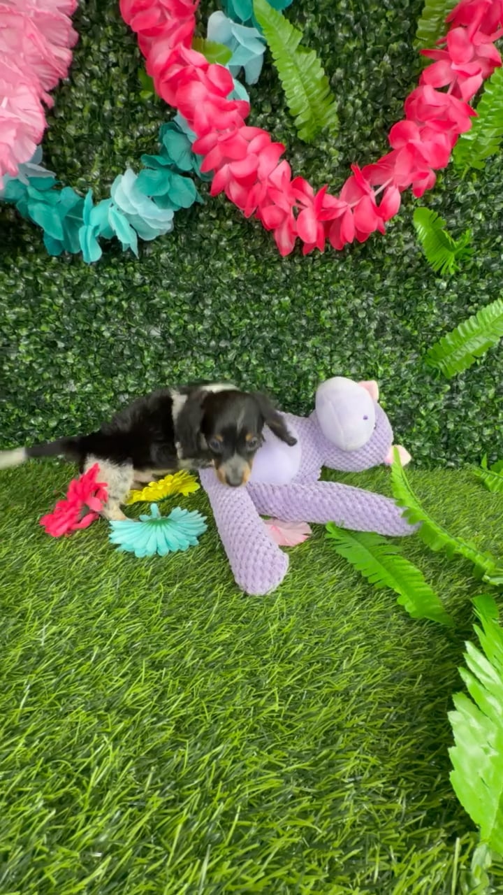 Male Dachshund puppy named Leopard for sale at Puppy Dreams - Denton. video thumbnail