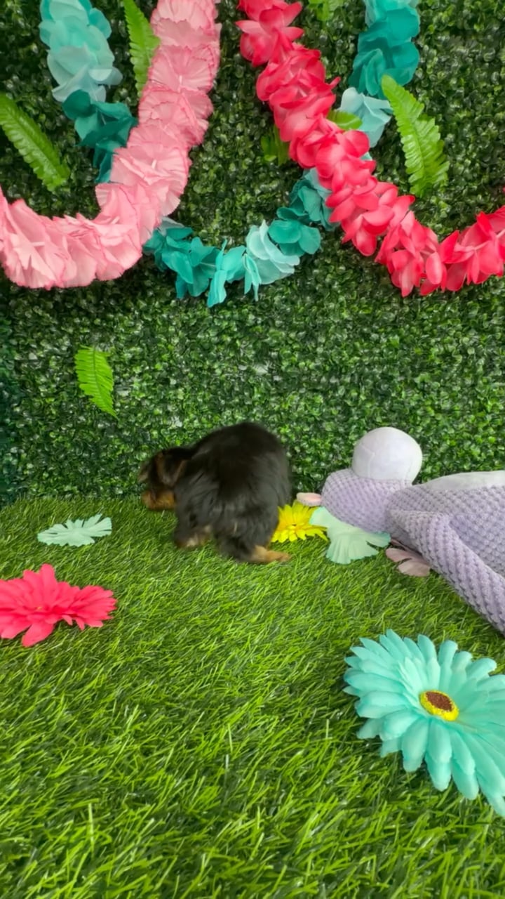 Male Yorkie puppy named Calico for sale at Puppy Dreams - Denton. video thumbnail