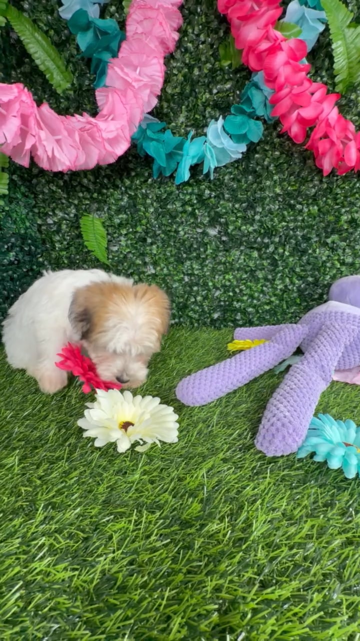 Female Yochon puppy named Sabertooth for sale at Puppy Dreams - Denton. video thumbnail