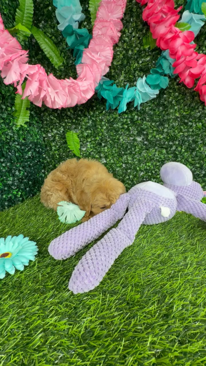 Female Cavapoo puppy named Cougar for sale at Puppy Dreams - Denton. video thumbnail