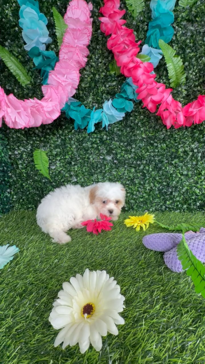 Female Teddy Bear puppy named Ragdoll for sale at Puppy Dreams - Denton. video thumbnail