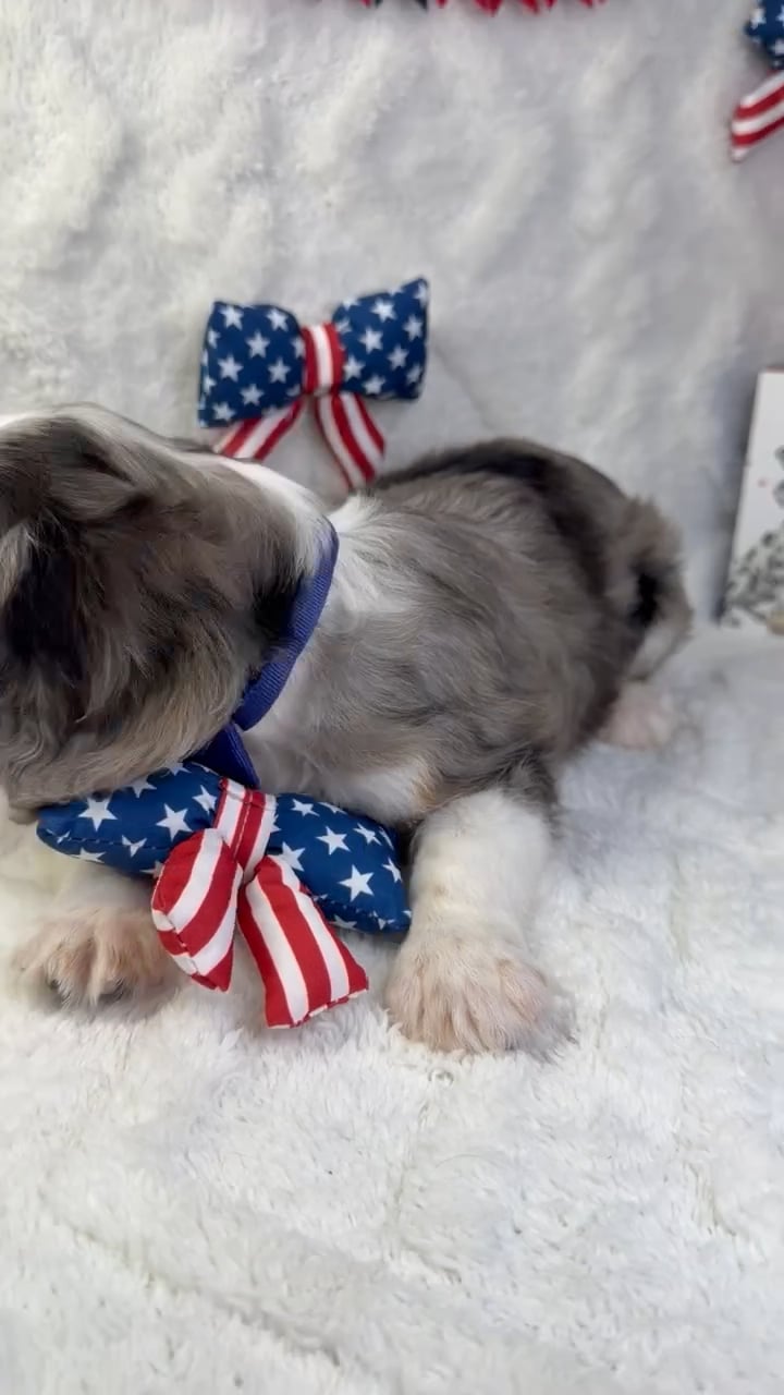 Male Cavalier King Charles Spaniel puppy named Cooper for sale at Puppy Dreams - Garland. video thumbnail
