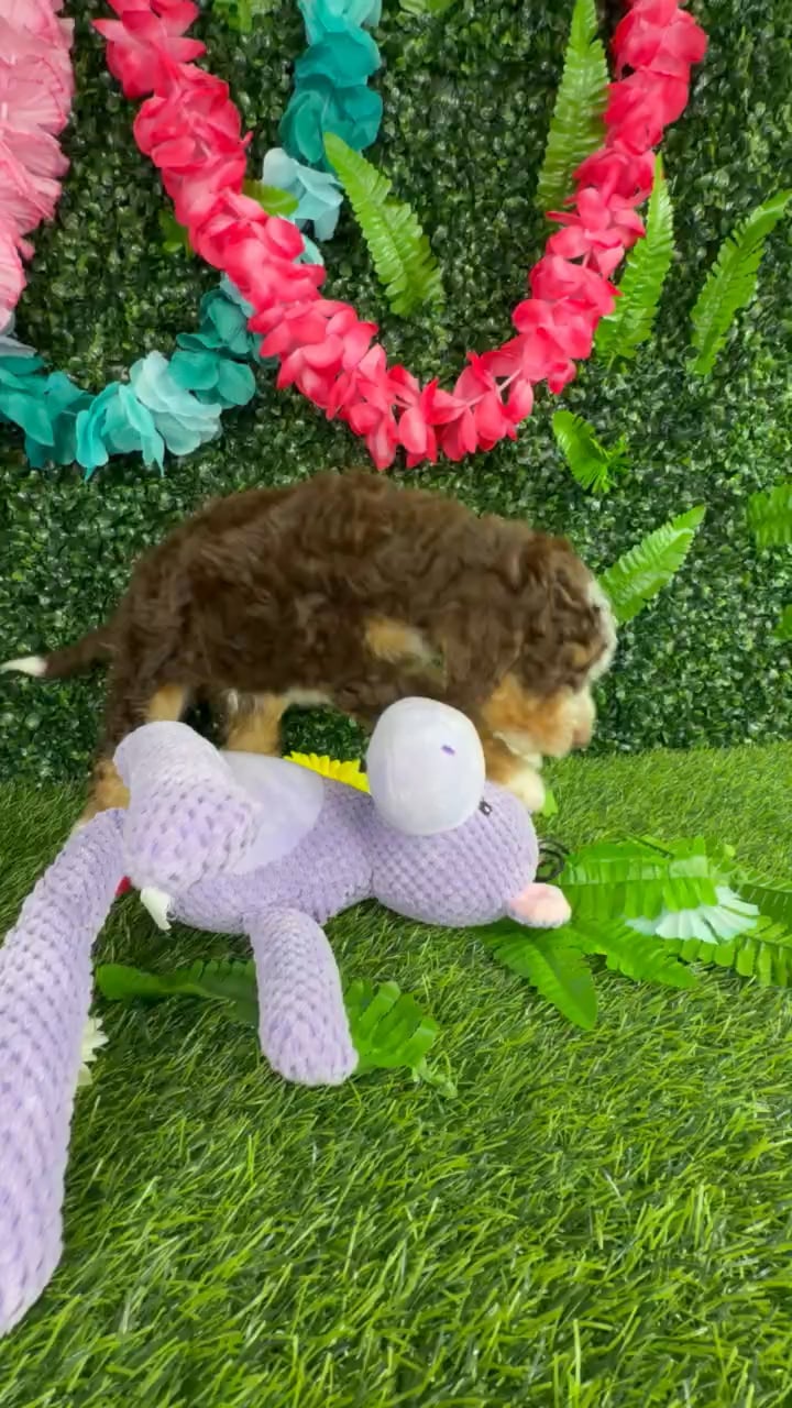 Male Bernedoodle Mini puppy named Rocky Road for sale at Puppy Dreams - Denton. video thumbnail