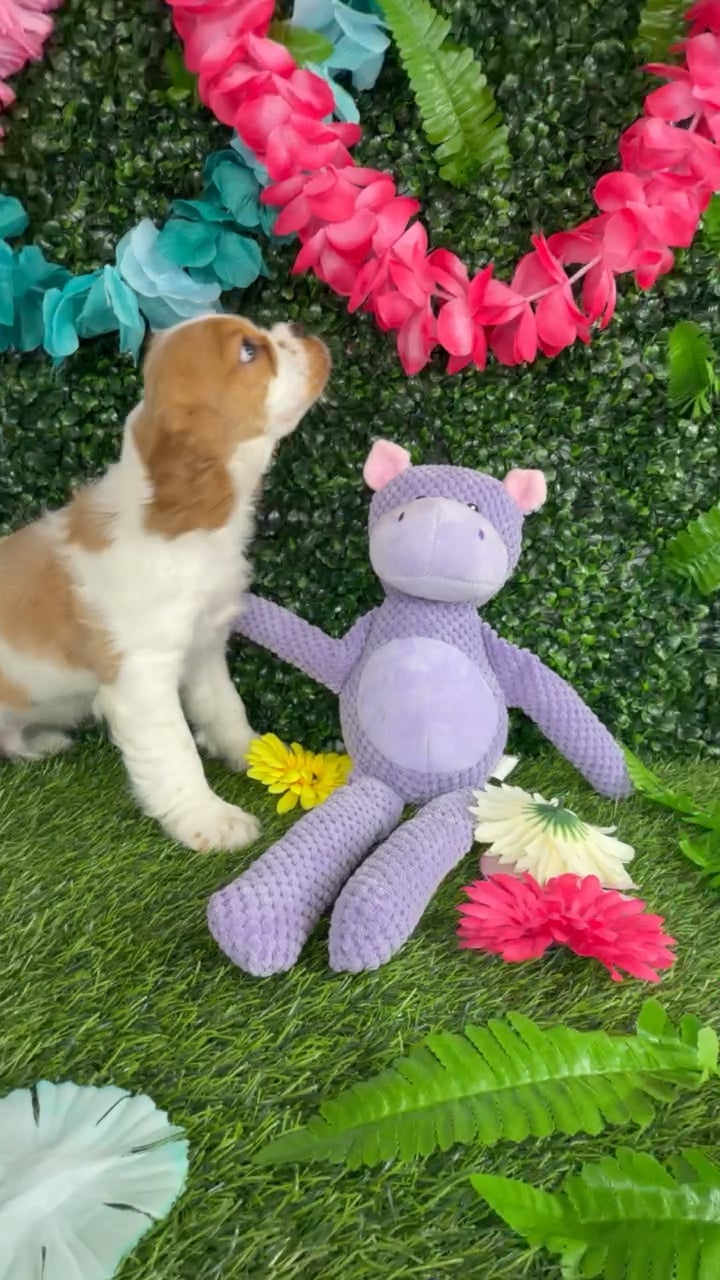 Male Cockalier puppy named Funfetti for sale at Puppy Dreams - Denton. video thumbnail