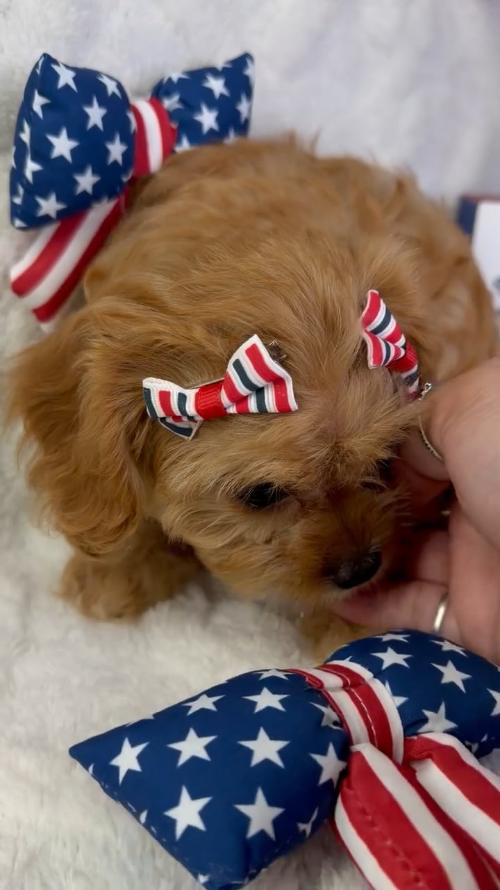 Female Cavapoo puppy named Bella for sale at Puppy Dreams - Garland. video thumbnail