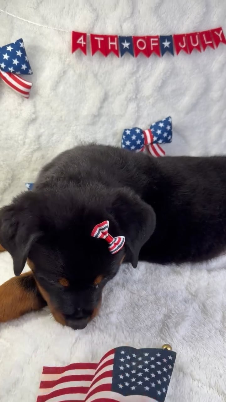 Female Rottweiler puppy named Lily for sale at Puppy Dreams - Garland. video thumbnail