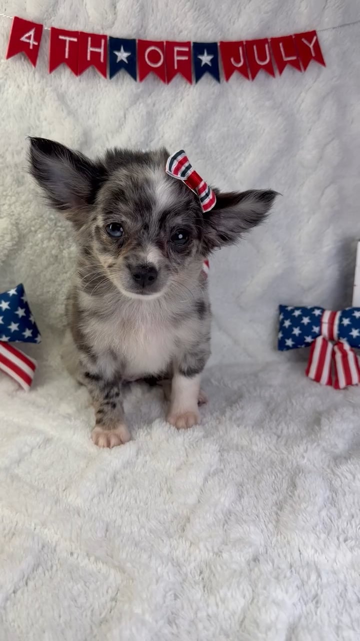 Female Chihuahua puppy named Princess for sale at Puppy Dreams - Garland. video thumbnail