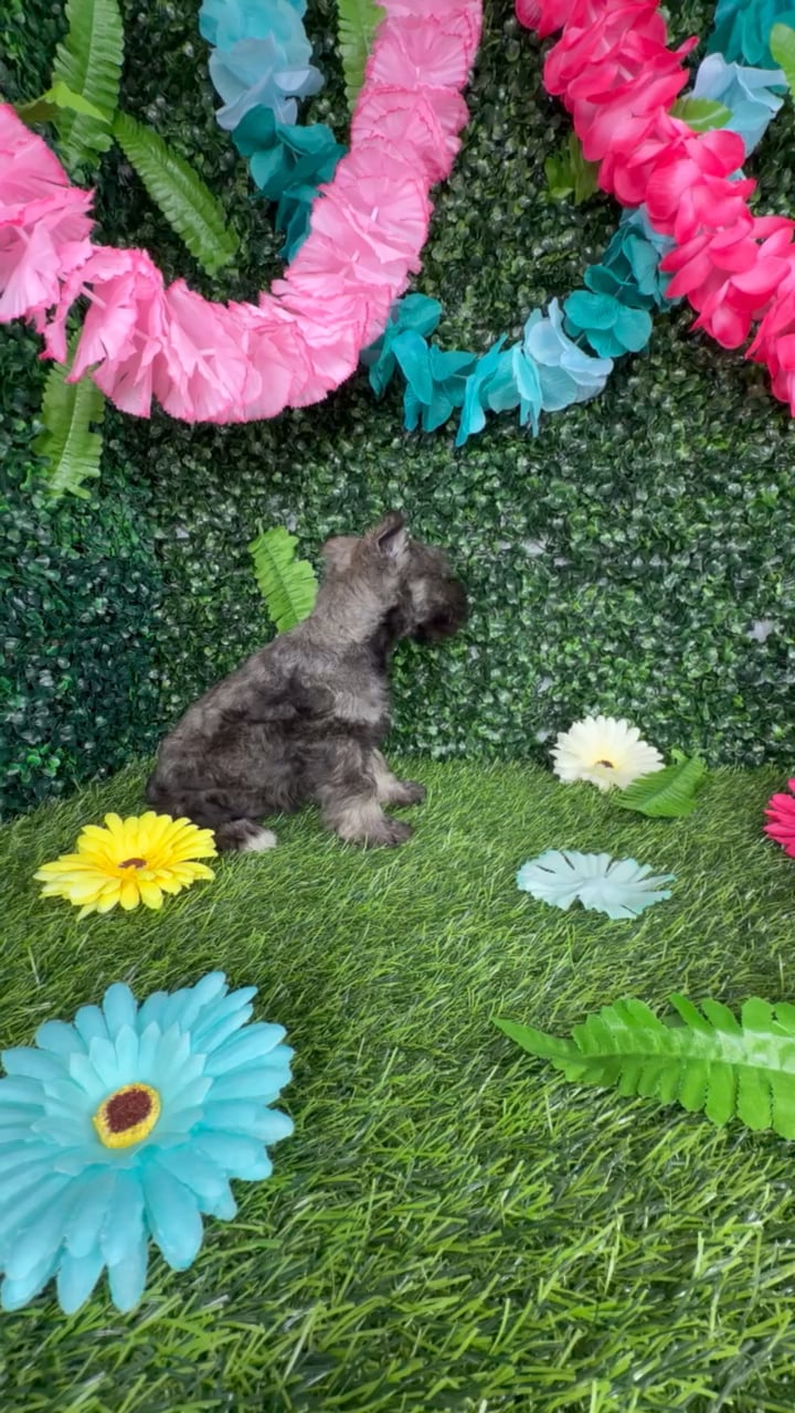 Male Mini Schnauzer puppy named Lynx for sale at Puppy Dreams - Denton. video thumbnail