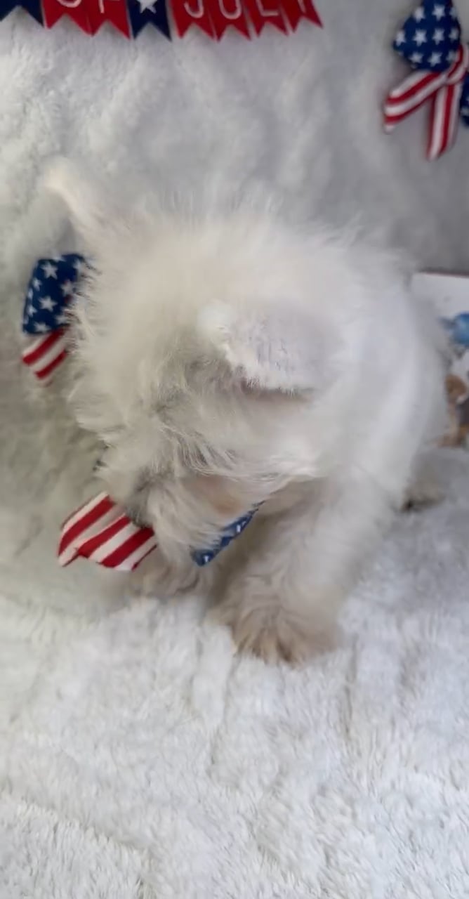 Male West Highland White Terrier puppy named Duke for sale at Puppy Dreams - Garland. video thumbnail