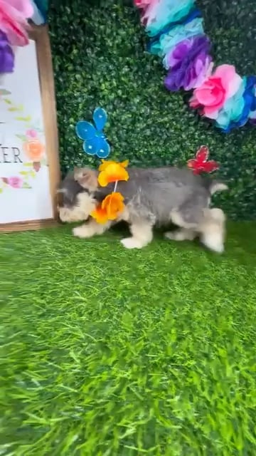 Female Mini Schnauzer puppy named *Ruby* for sale at Puppy Dreams - Mansfield. video thumbnail