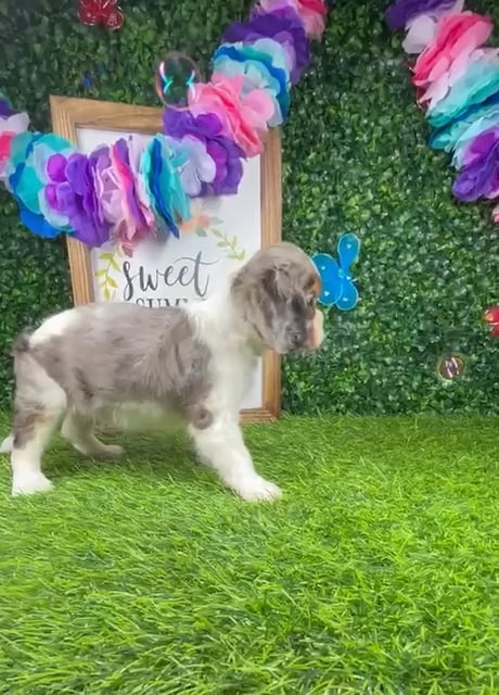 Male Cavalier King Charles Spaniel puppy named *Maui* for sale at Puppy Dreams - Mansfield. video thumbnail