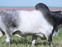 Lote 1001