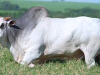 Lote 1004
