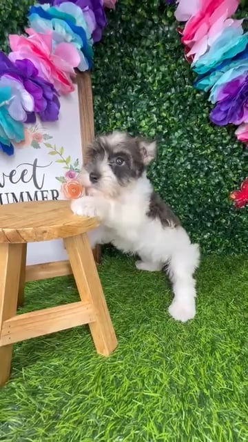 Male Mini Schnauzer puppy named *Max* for sale at Puppy Dreams - Mansfield. video thumbnail
