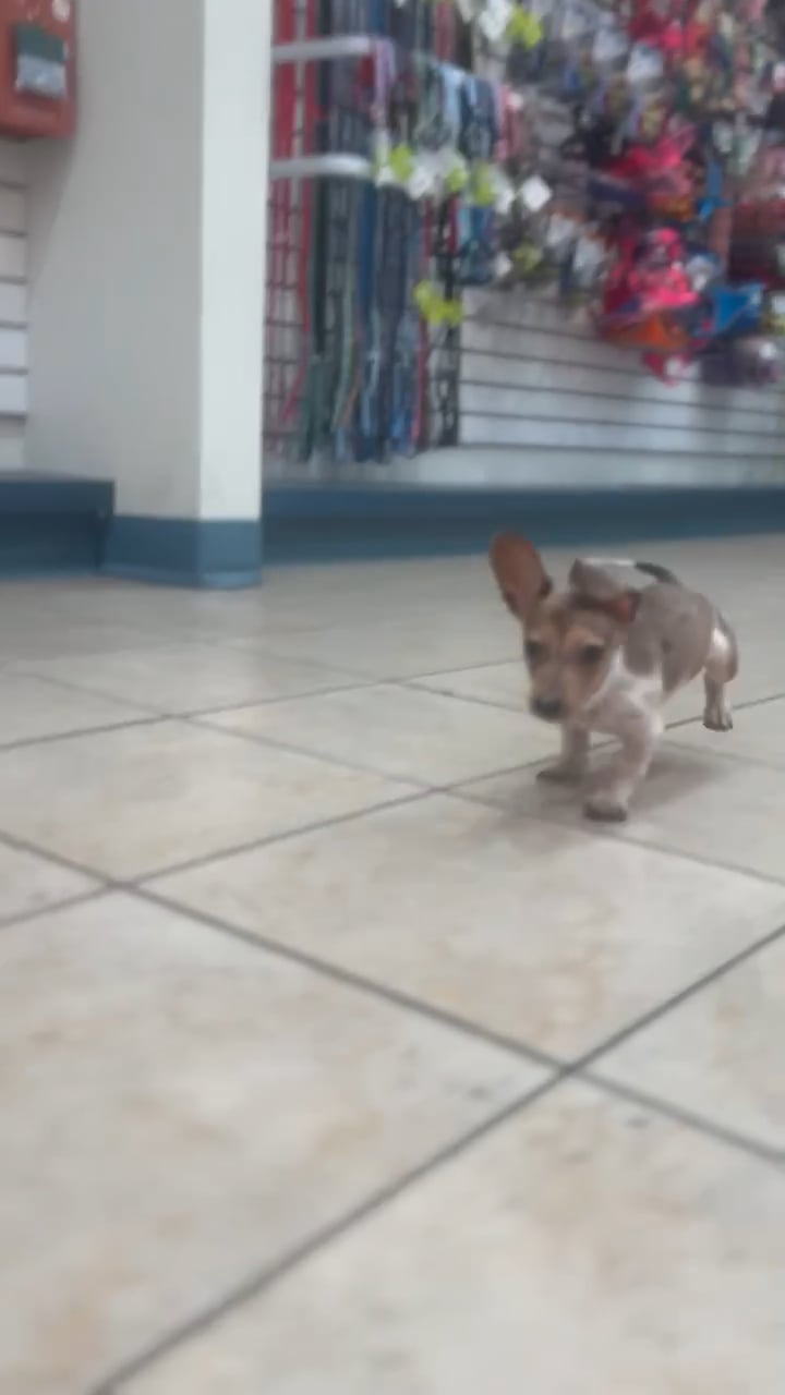 Male Dachshund puppy named Andrew for sale at Waggles Roanoke. video thumbnail