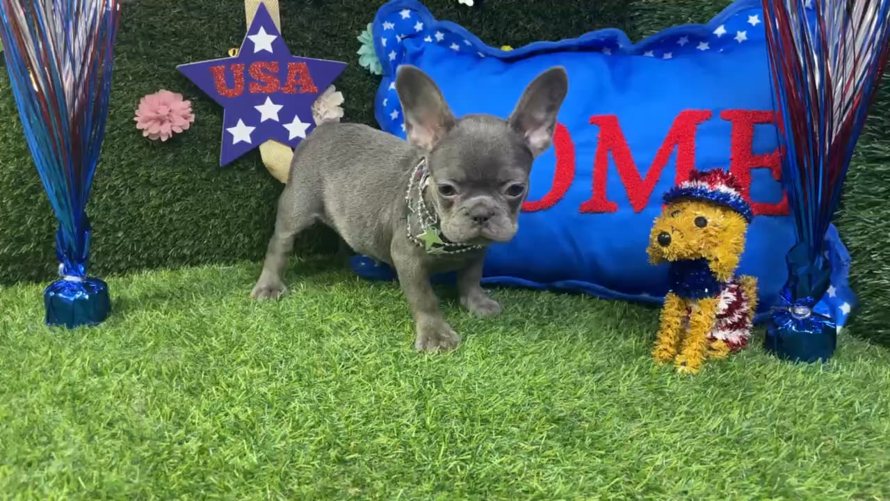 Female French Bulldog puppy named Winnie for sale at Puppy Dreams - Carrollton. video thumbnail