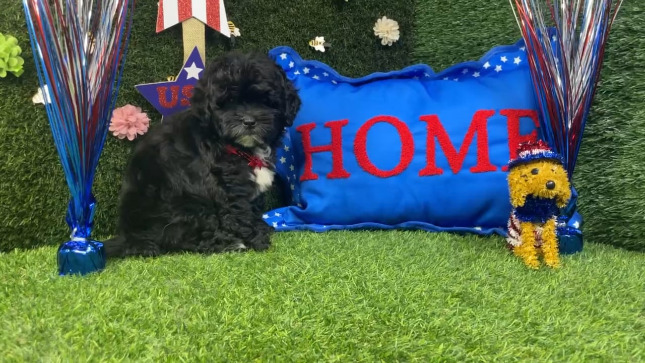 Male Shipoo puppy named Augie for sale at Puppy Dreams - Carrollton. video thumbnail