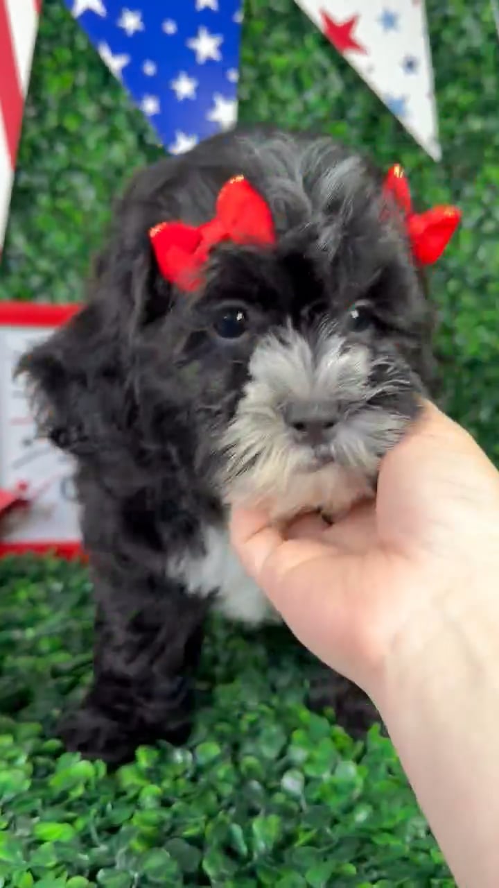 Female Shipoo puppy named Molly for sale at Puppy Dreams - North Richland Hills. video thumbnail