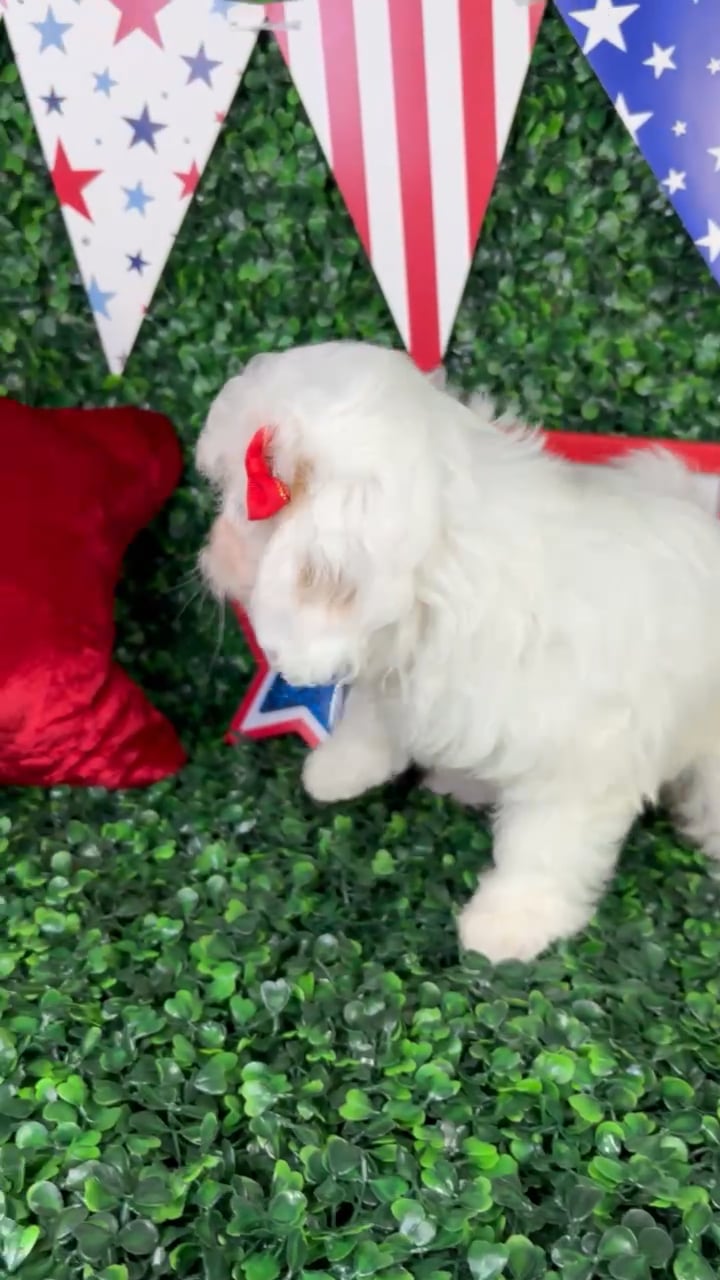 Female Cavapoo puppy named Snow for sale at Puppy Dreams - North Richland Hills. video thumbnail