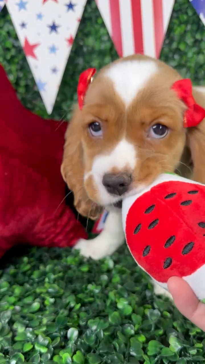 Female Cockalier puppy named Sugar for sale at Puppy Dreams - North Richland Hills. video thumbnail