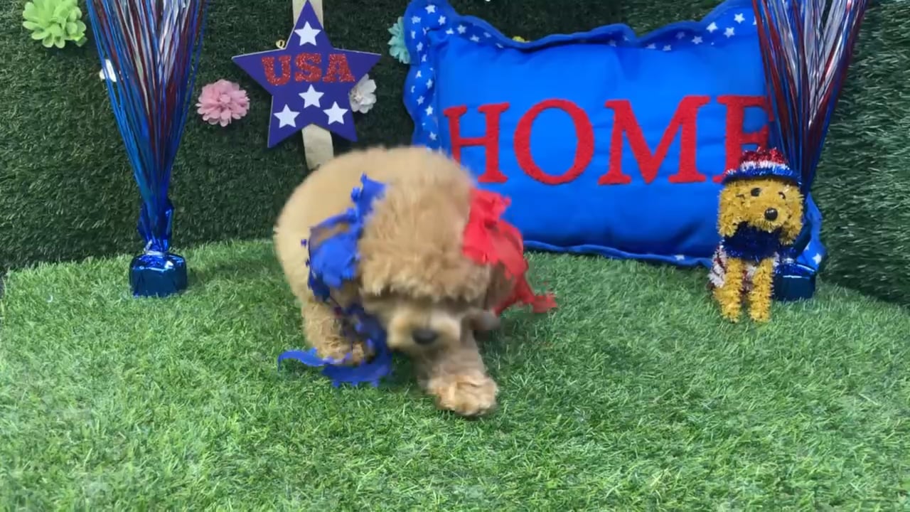 Female Mini Poodle puppy named Sage for sale at Puppy Dreams - Carrollton. video thumbnail