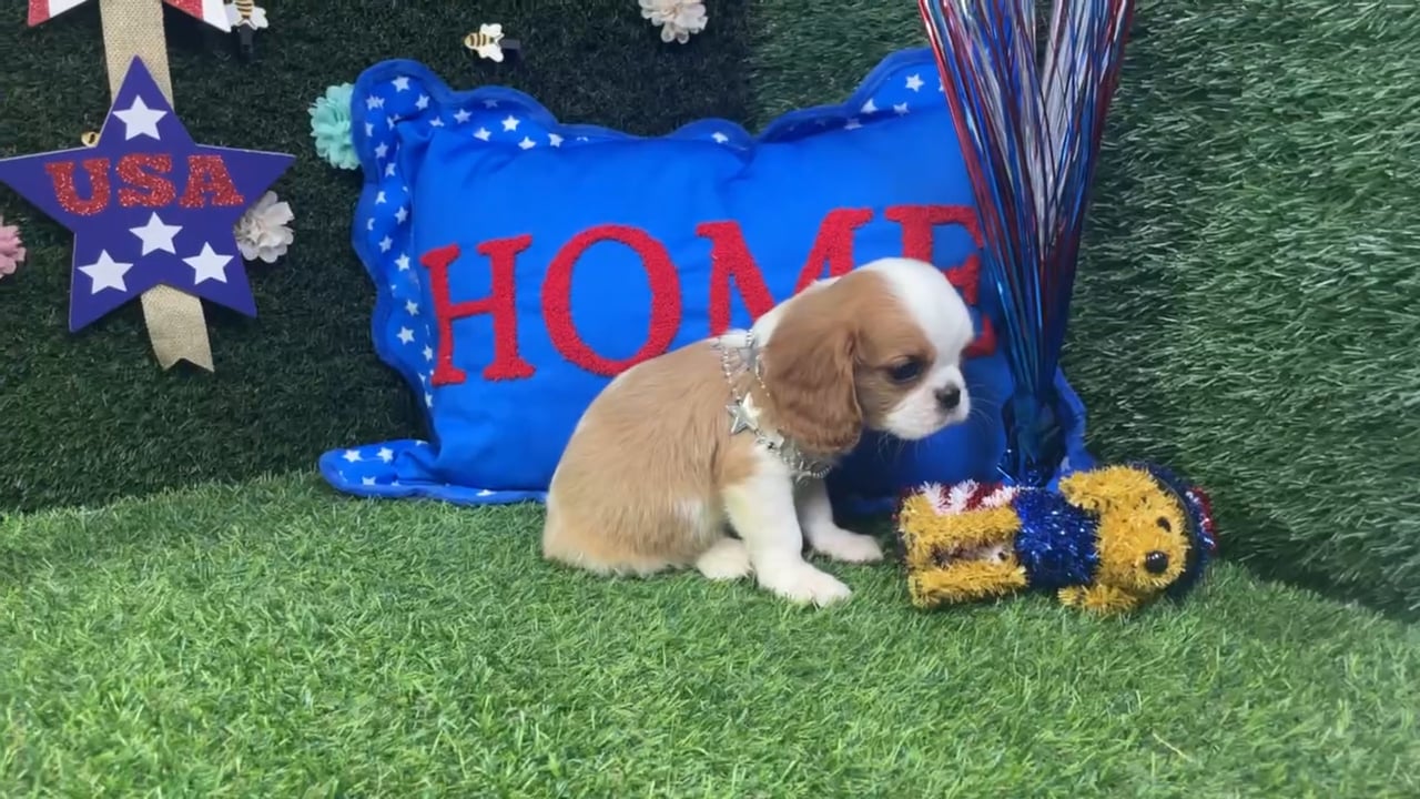Male Cavalier King Charles Spaniel puppy named Beau for sale at Puppy Dreams - Carrollton. video thumbnail