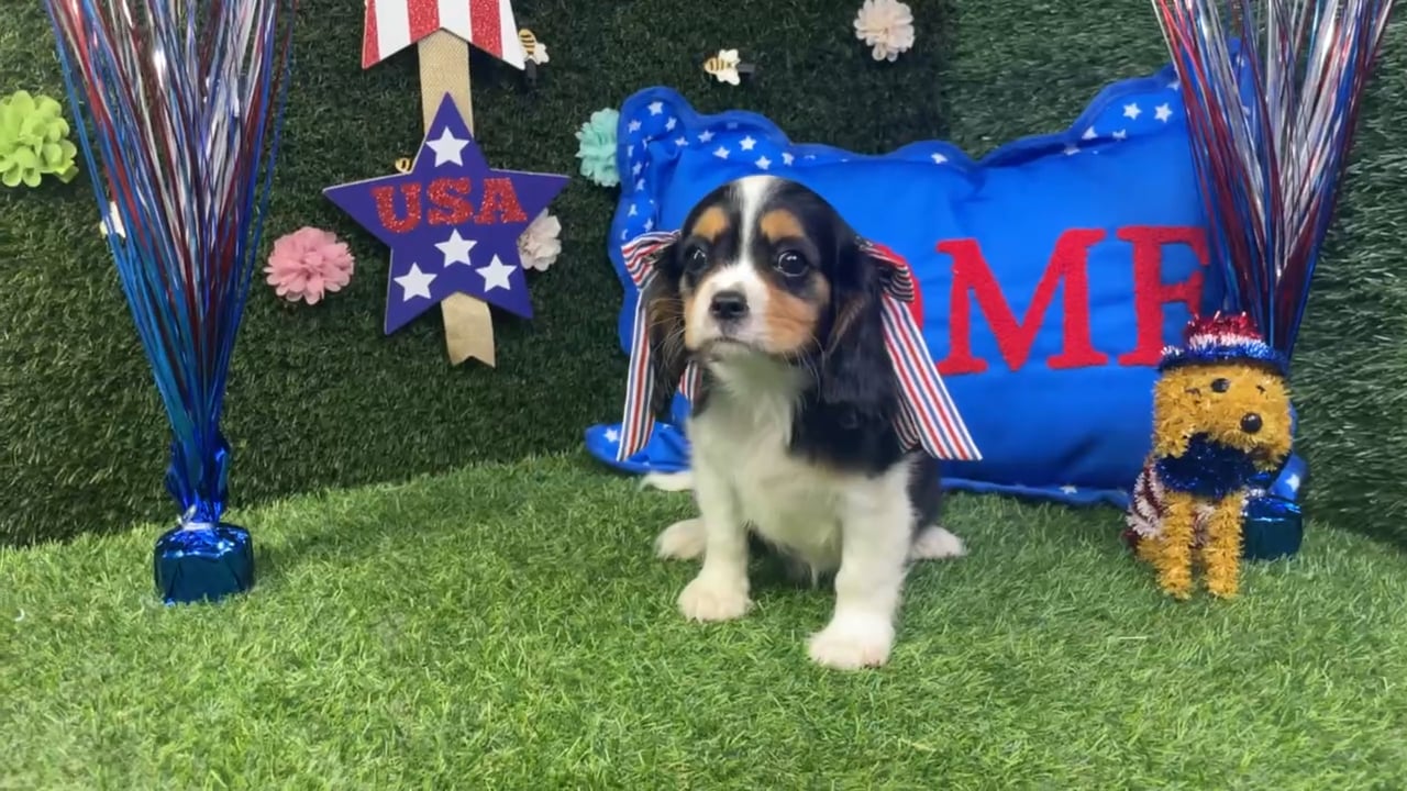 Female Cavalier King Charles Spaniel puppy named Olive for sale at Puppy Dreams - Carrollton. video thumbnail