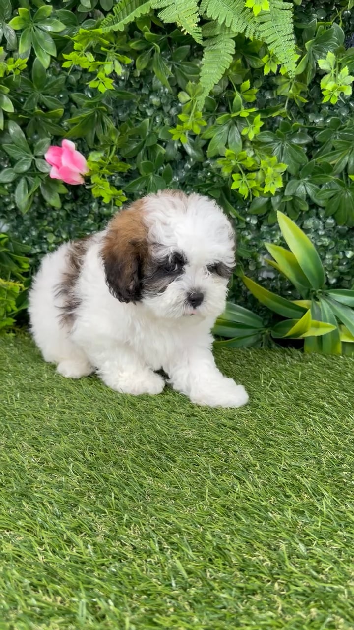 Male Shipoo puppy named Arthur for sale at Puppy Dreams - Katy. video thumbnail