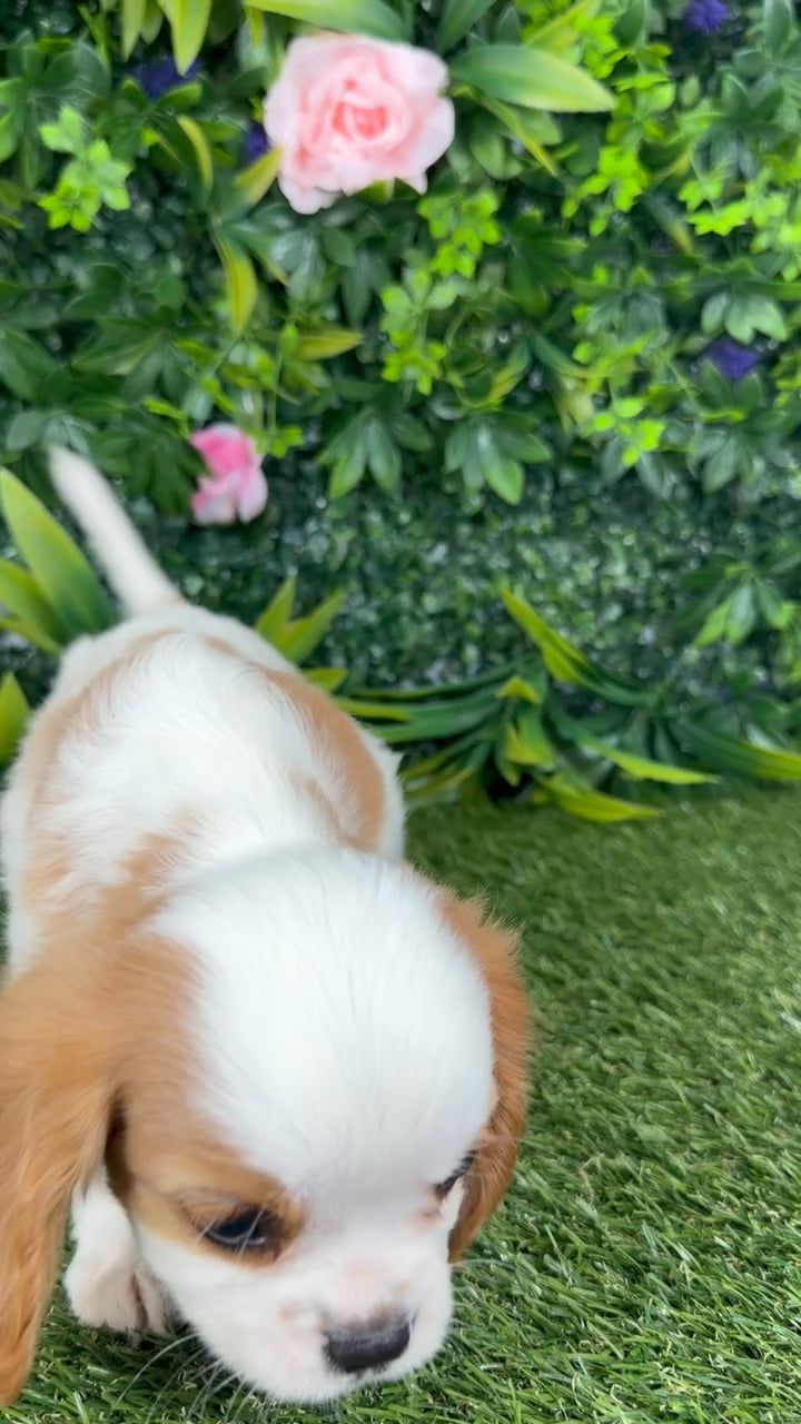 Male Cavalier King Charles Spaniel puppy named Cartier for sale at Puppy Dreams - Katy. video thumbnail