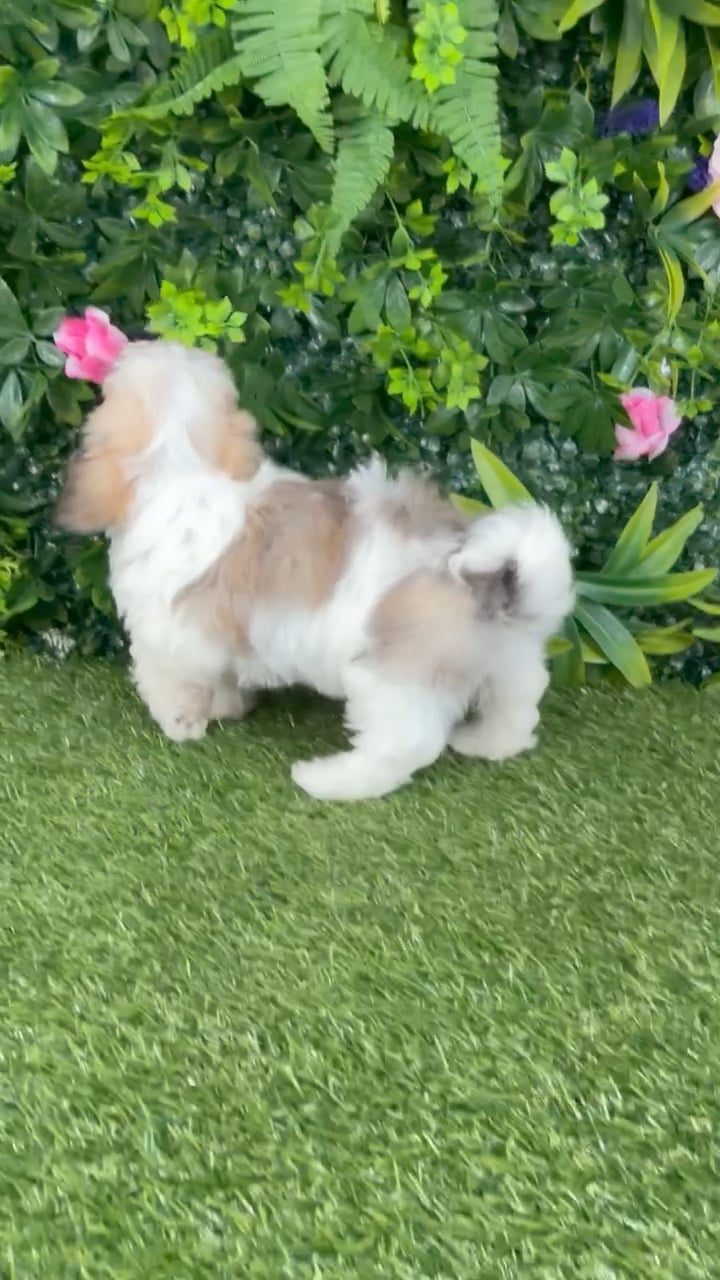 Male Havanese puppy named Montgomery for sale at Puppy Dreams - Katy. video thumbnail
