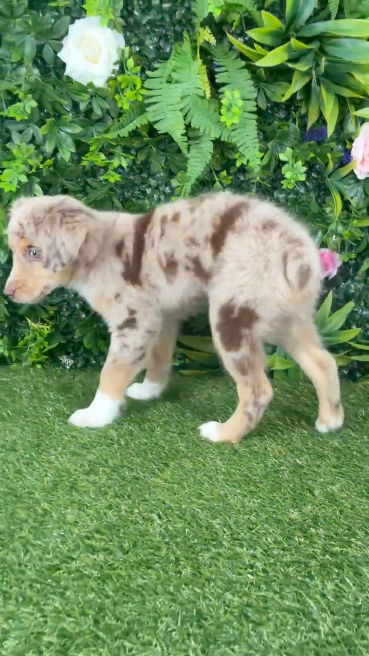 Male Mini Aussie puppy named Benedict for sale at Puppy Dreams - Katy. video thumbnail