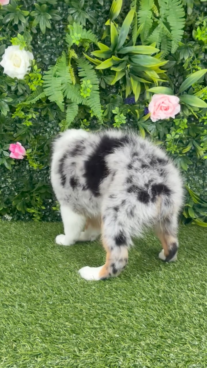 Female Mini Aussie puppy named Penelope for sale at Puppy Dreams - Katy. video thumbnail