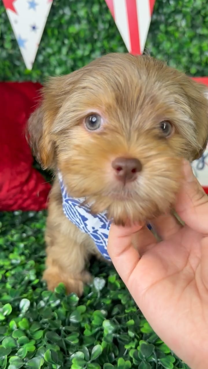Male Havashire puppy named Choco for sale at Puppy Dreams - North Richland Hills. video thumbnail