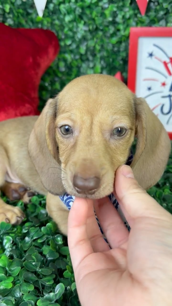 Male Dachshund puppy named Timmy for sale at Puppy Dreams - North Richland Hills. video thumbnail