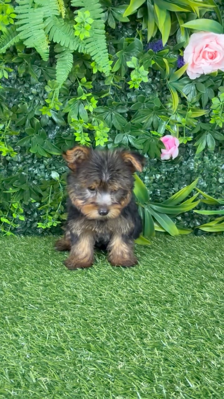 Male Yorkie puppy named Colin for sale at Puppy Dreams - Katy. video thumbnail