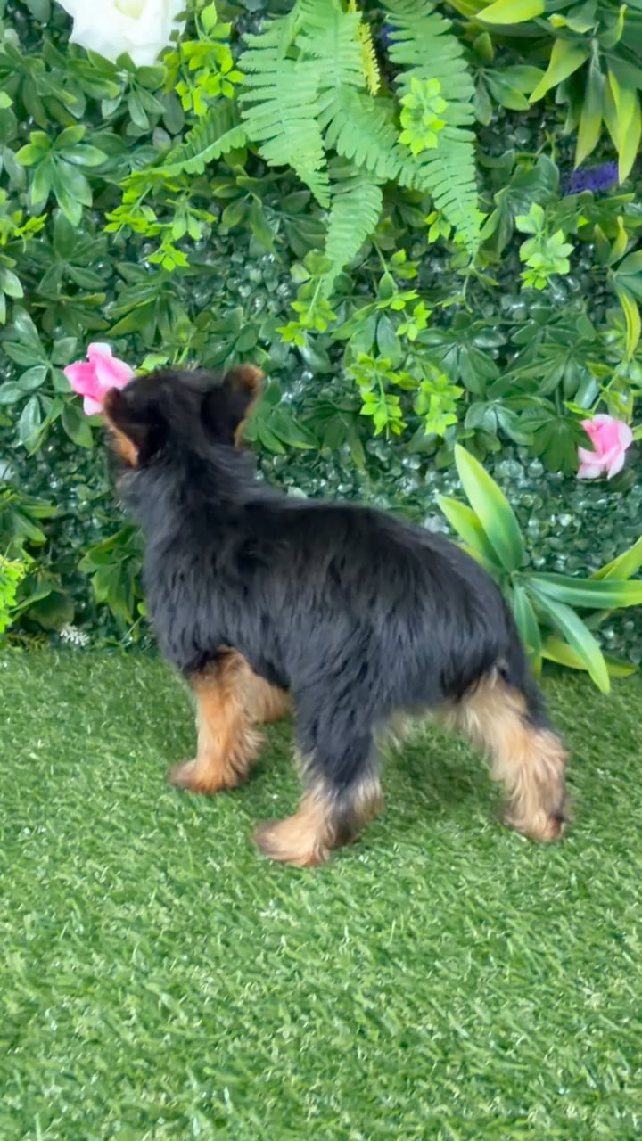Female Yorkie puppy named Eloise for sale at Puppy Dreams - Katy. video thumbnail