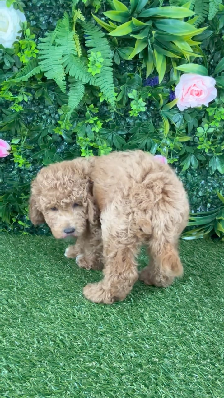 Female Mini Goldendoodle puppy named Ophelia for sale at Puppy Dreams - Katy. video thumbnail