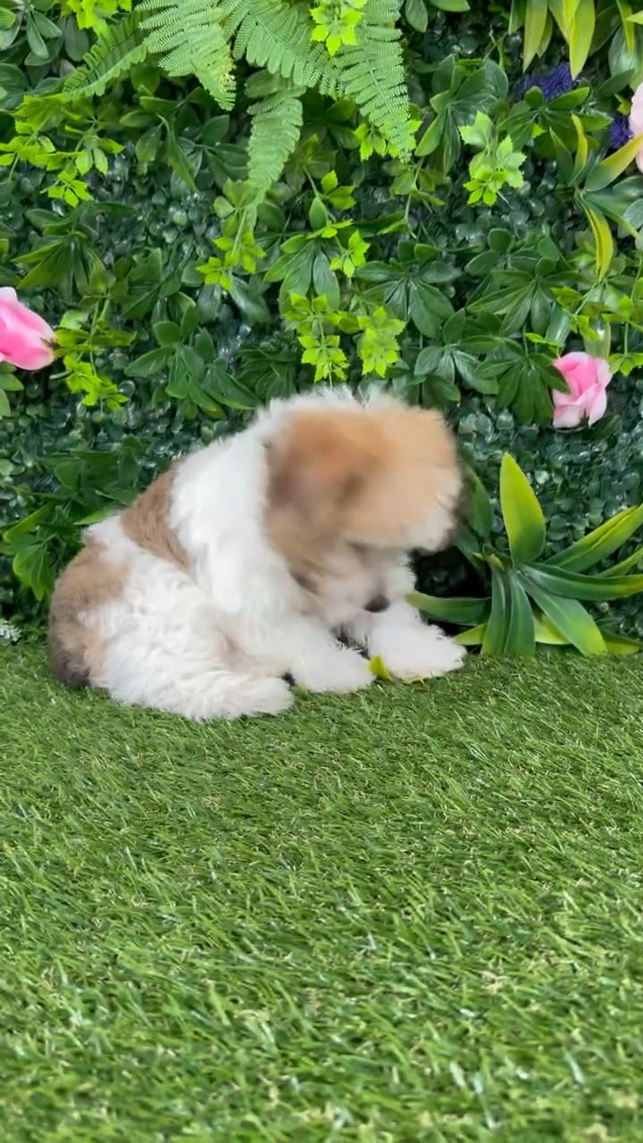 Male Yochon puppy named Salem for sale at Puppy Dreams - Katy. video thumbnail