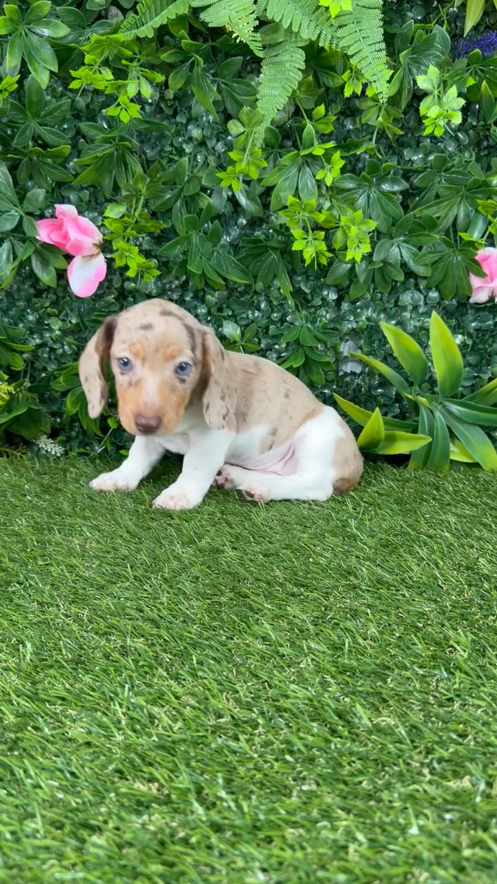 Female Dachshund puppy named Daphne for sale at Puppy Dreams - Katy. video thumbnail