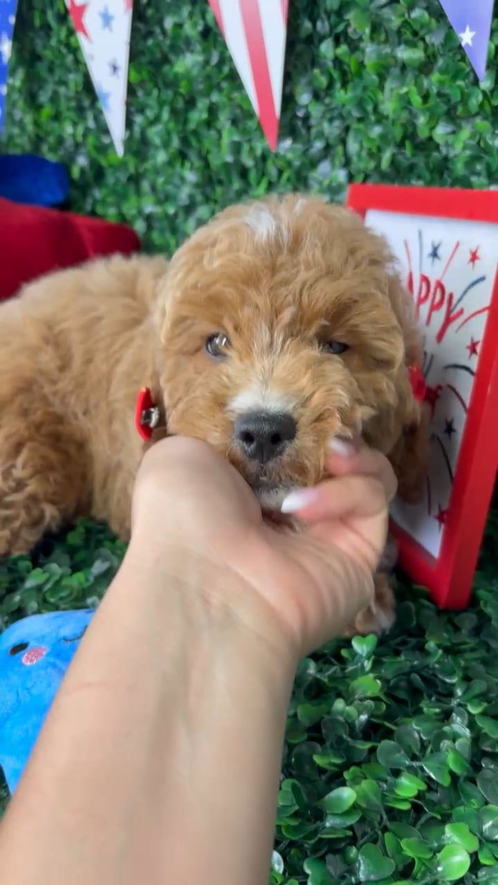 Female Mini Goldendoodle puppy named Sandie for sale at Puppy Dreams - North Richland Hills. video thumbnail