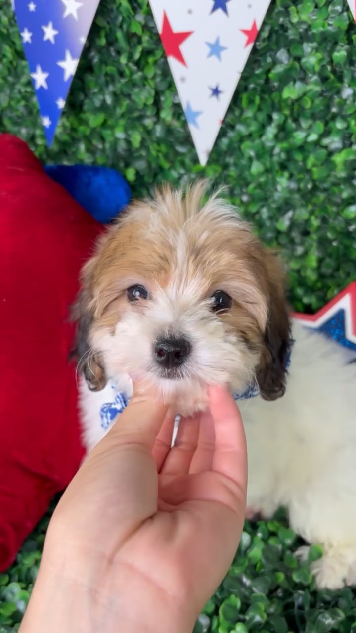 Male Yochon puppy named Jack for sale at Puppy Dreams - North Richland Hills. video thumbnail