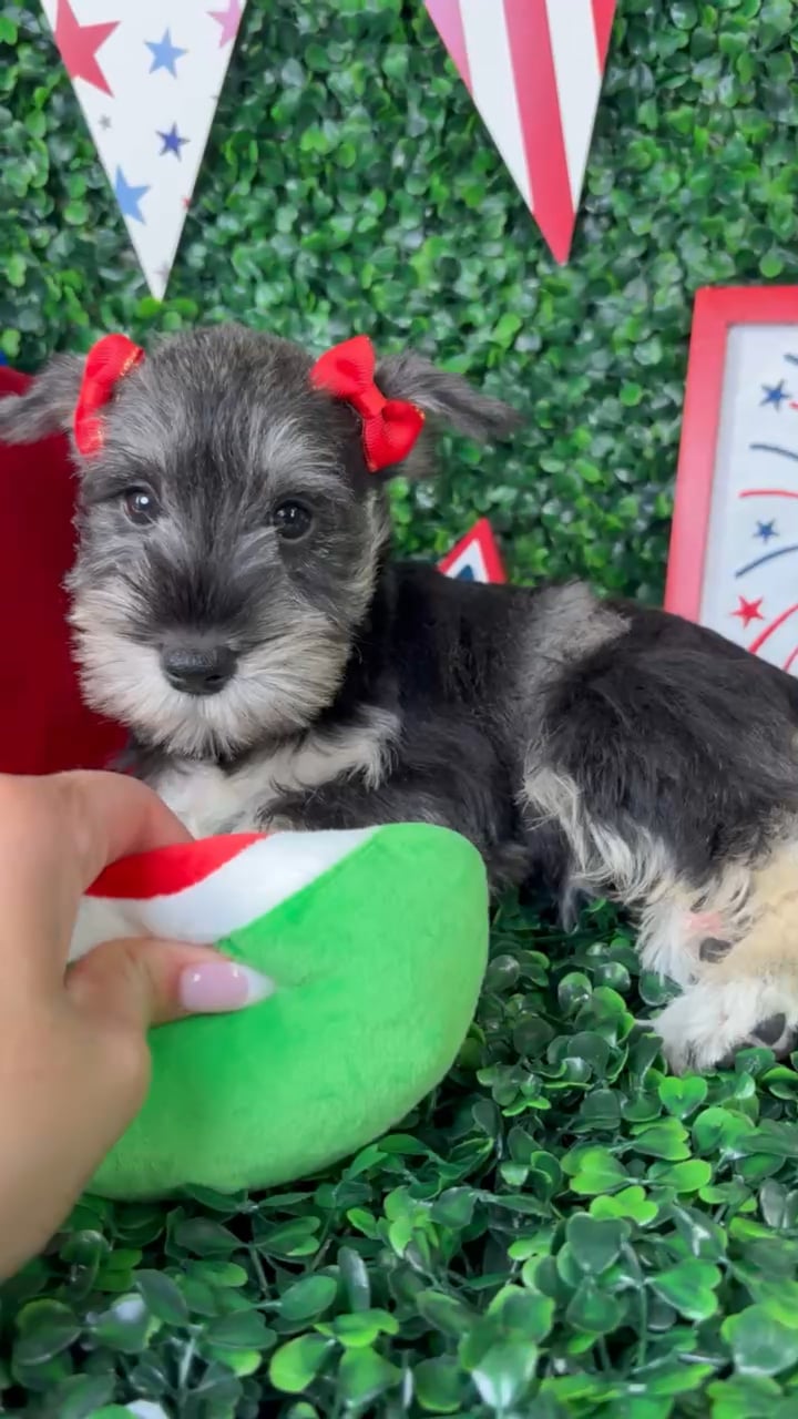 Female Mini Schnauzer puppy named Luna for sale at Puppy Dreams - North Richland Hills. video thumbnail