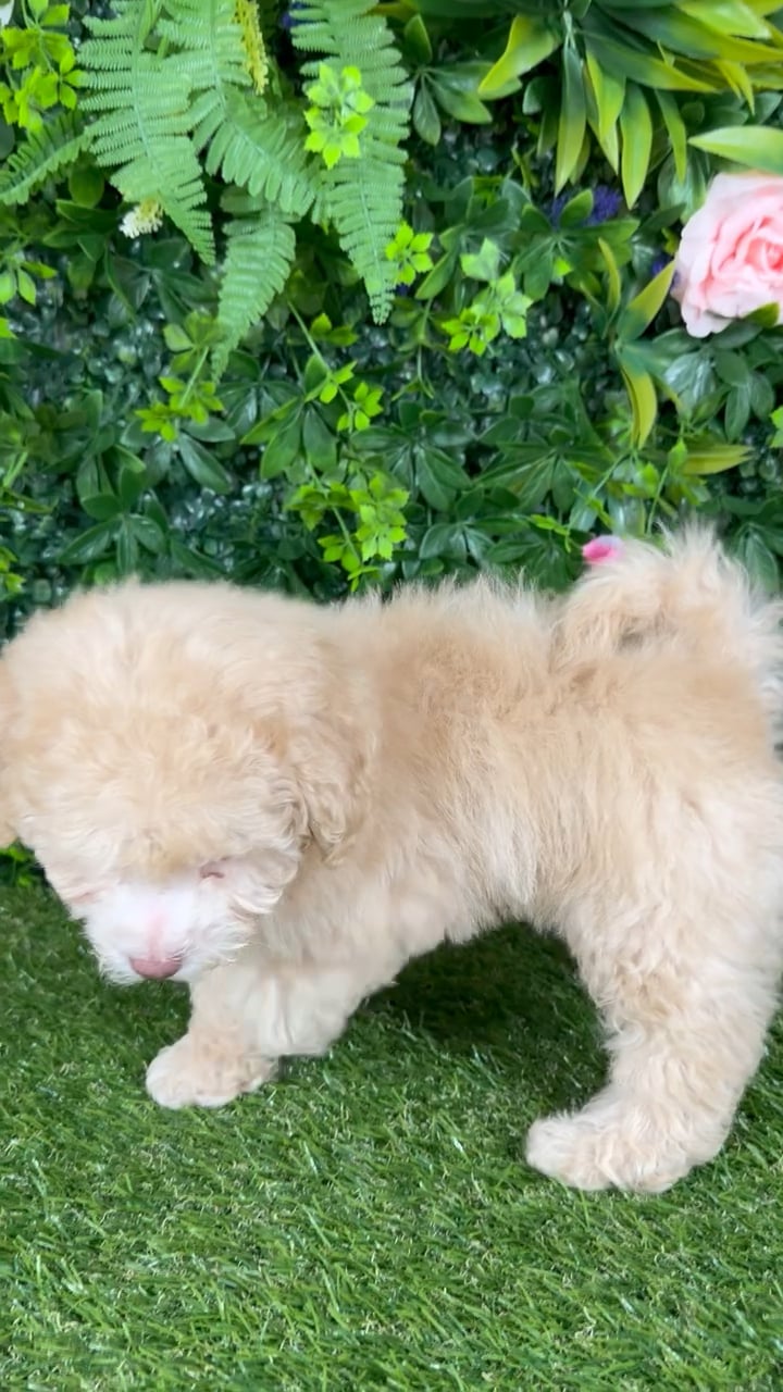 Male Mini Poodle puppy named Baylor for sale at Puppy Dreams - Katy. video thumbnail