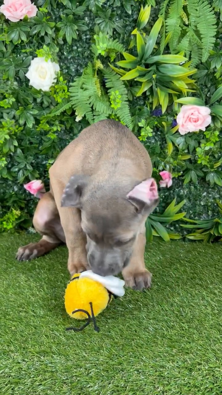 Male Cane Corso puppy named Augustus for sale at Puppy Dreams - Katy. video thumbnail