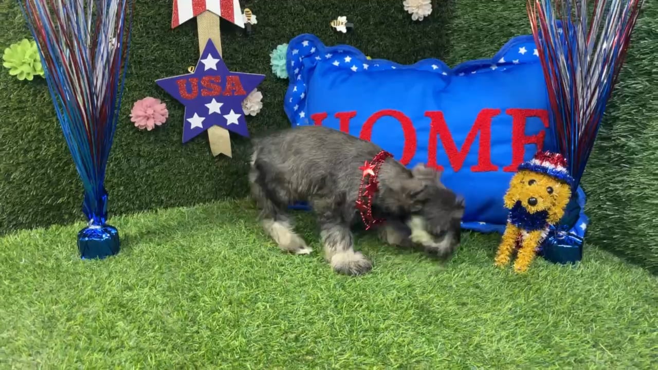 Female Mini Schnauzer puppy named Violet for sale at Puppy Dreams - Carrollton. video thumbnail