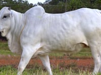 Lote 33