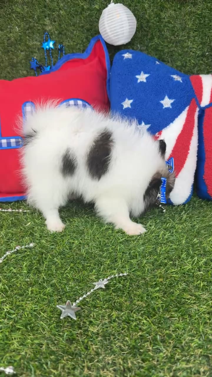 Female Pomeranian puppy named Winnie for sale at Puppy Dreams - Arlington. video thumbnail
